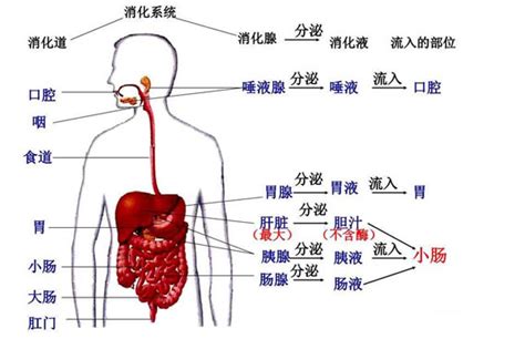 女胃位置|女性的胃在哪个位置